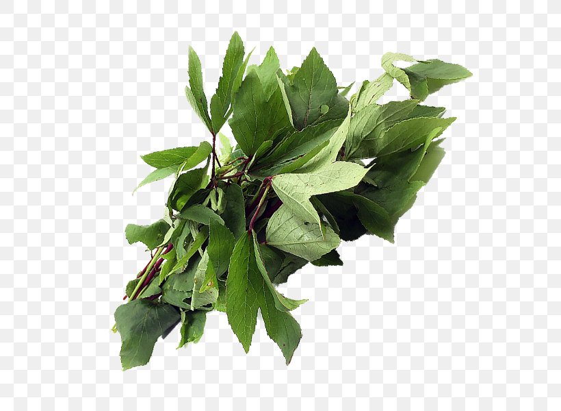 Leaf Plant Stem Herb Tree, PNG, 600x600px, Leaf, Herb, Plant, Plant Stem, Tree Download Free