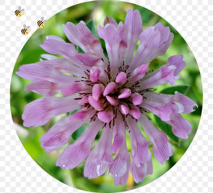 Annual Plant Herbaceous Plant Wildflower Flowering Plant, PNG, 743x743px, Annual Plant, Flower, Flowering Plant, Herbaceous Plant, Petal Download Free