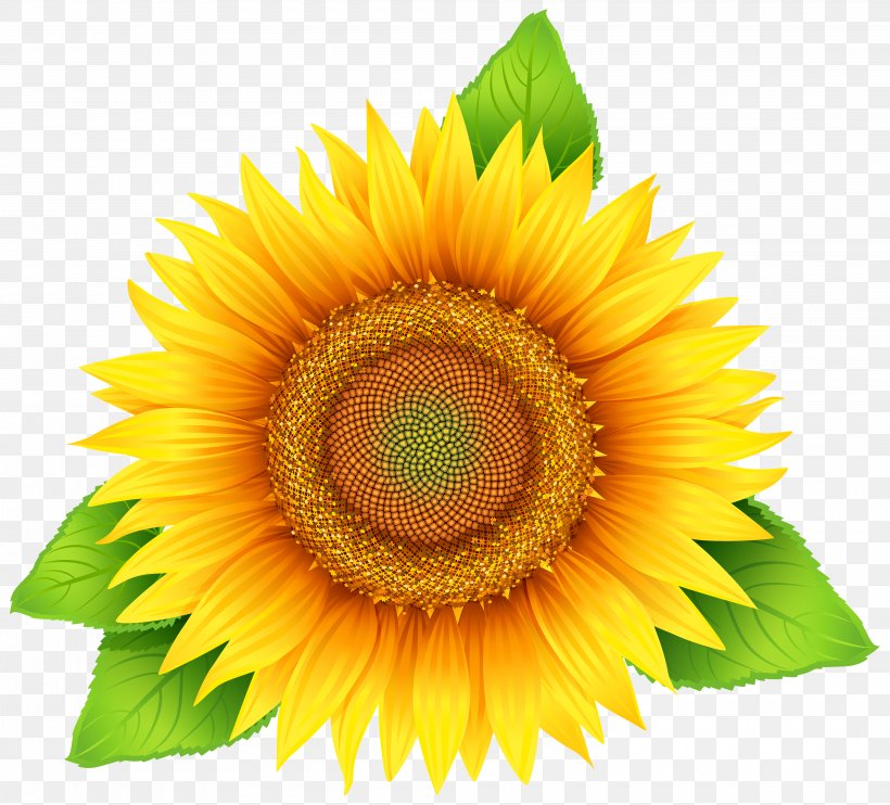 Common Sunflower Clip Art, PNG, 4000x3621px, Common Sunflower, Close Up, Daisy Family, Flower, Flowering Plant Download Free