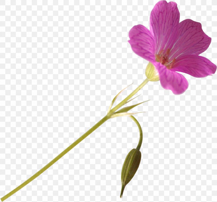 Cut Flowers Poppy Clip Art, PNG, 1376x1281px, Flower, Artificial Flower, Cut Flowers, Flora, Floral Design Download Free