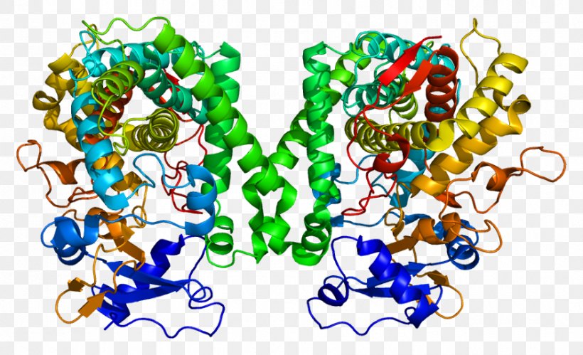 CYP2C8 Cytochrome P450 Cytochrome C Oxidase Gene CYP2C9, PNG, 893x544px, Cytochrome P450, Active Site, Art, Cytochrome, Cytochrome C Download Free