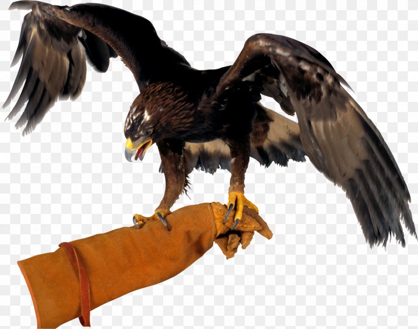 Flight Bald Eagle Hawk Bird Of Prey, PNG, 1200x946px, Flight, Accipitriformes, Animal, Bald Eagle, Beak Download Free