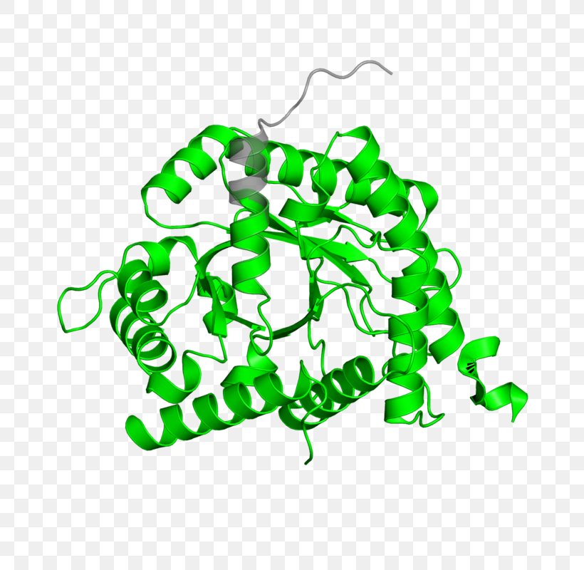 Leaf DNA Ligase Clip Art, PNG, 800x800px, Leaf, Area, Dna, Dna Ligase, Green Download Free