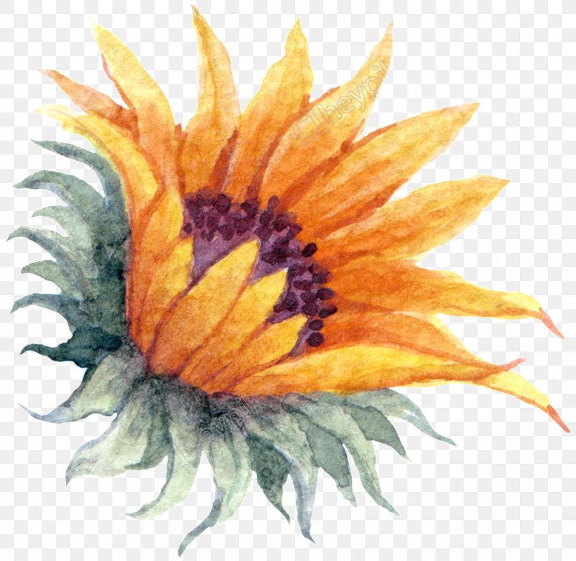 Common Sunflower Watercolor Painting Image, PNG, 1024x997px, Common Sunflower, Asterales, Cartoon, Daisy Family, Drawing Download Free