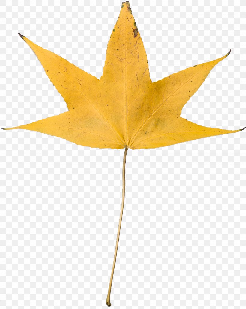 Desktop Wallpaper Autumn Leaf Color Clip Art Yellow Image, PNG, 1528x1920px, Autumn Leaf Color, Autumn, Color, Display Resolution, Image Resolution Download Free