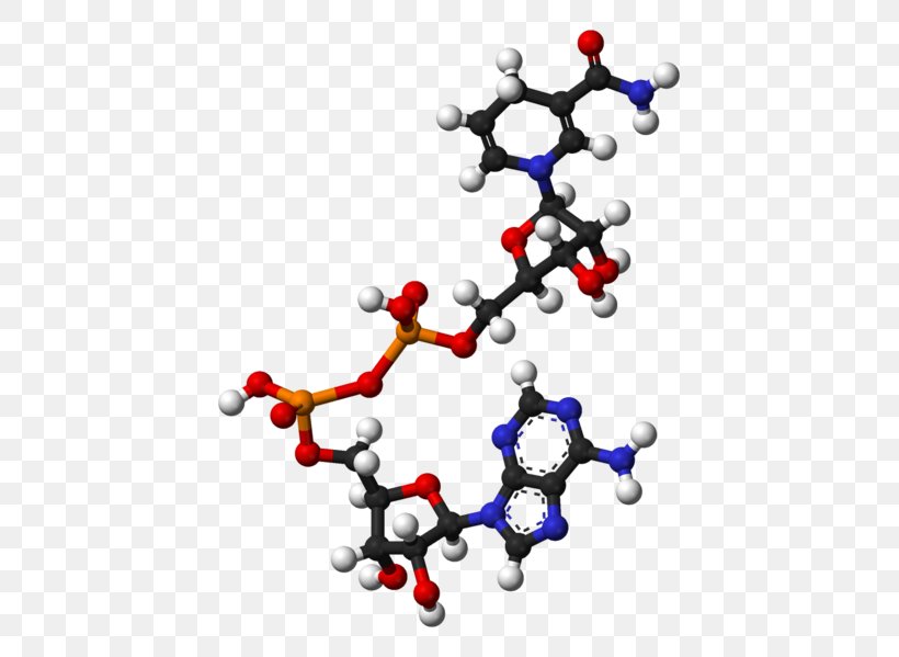 Nicotinamide Adenine Dinucleotide Phosphate Adenosine Triphosphate Molecule, PNG, 475x599px, Nicotinamide Adenine Dinucleotide, Adenine, Adenosine Triphosphate, Body Jewelry, Cellular Respiration Download Free