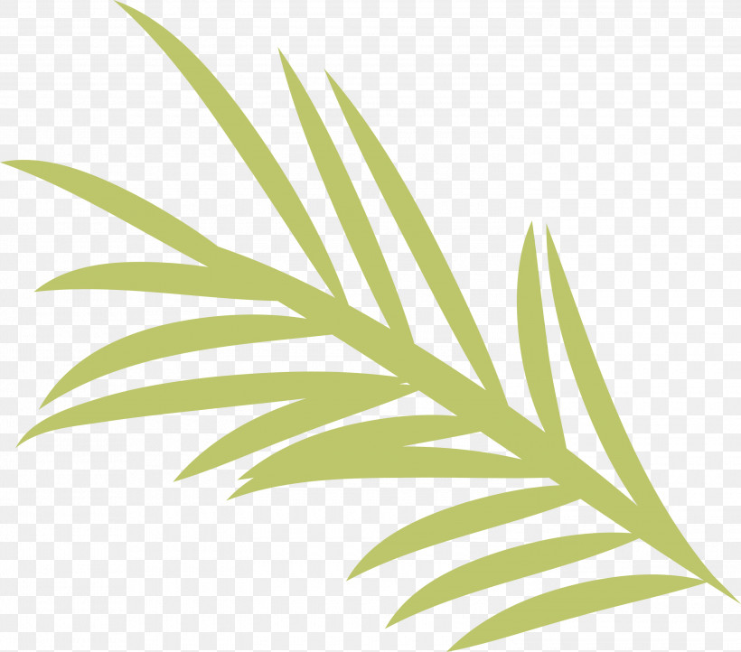 Palm Trees, PNG, 3000x2645px, Spanish Food, Biology, Grasses, Leaf, Line Download Free