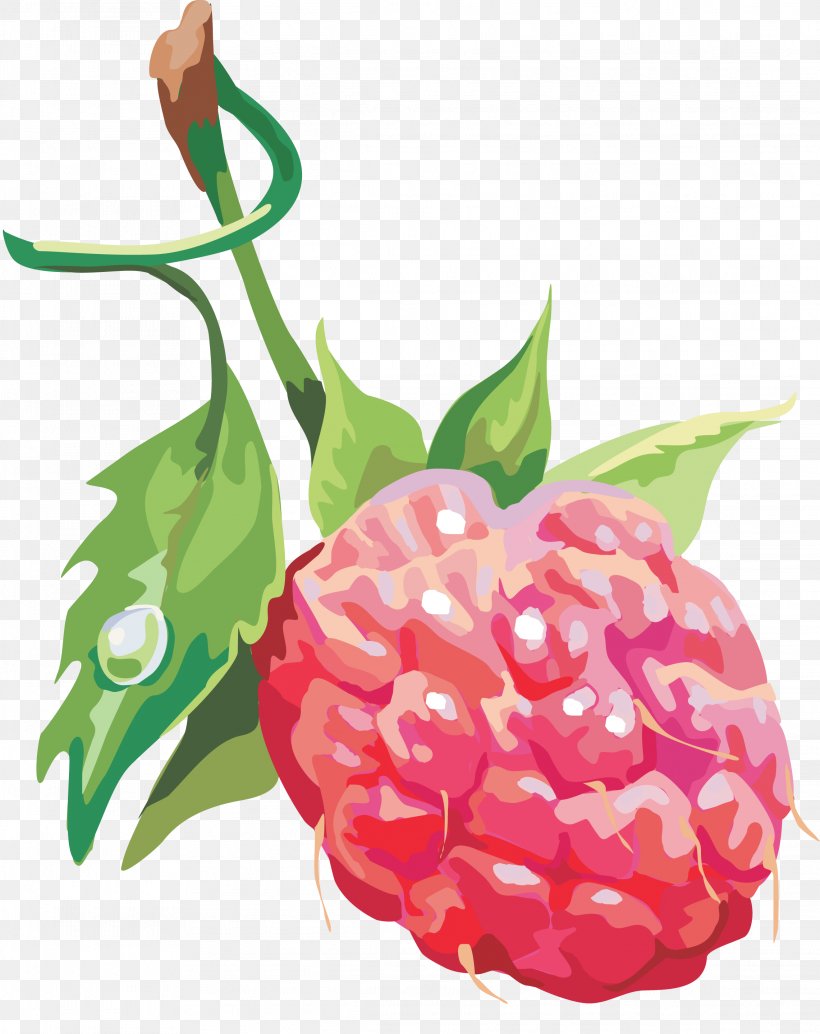 Raspberry, PNG, 2281x2878px, Raspberry, Berry, Flower, Food, Fruit Download Free