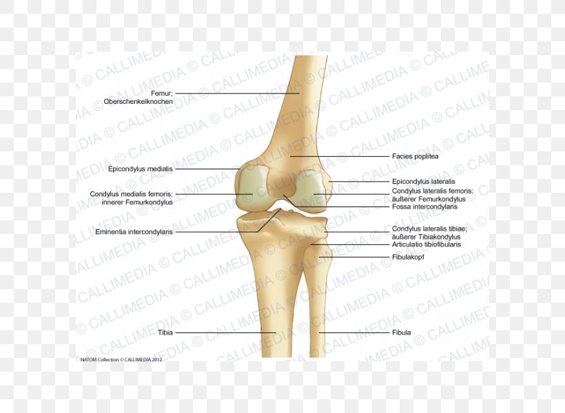 Thumb Knee Bone Lateral Epicondyle Of The Femur Anatomy, PNG, 600x600px, Watercolor, Cartoon, Flower, Frame, Heart Download Free
