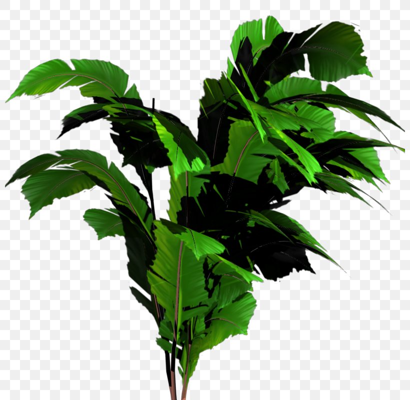 Tree Image File Formats, PNG, 800x800px, Tree, Bonsai, Branch, Flowerpot, Herb Download Free