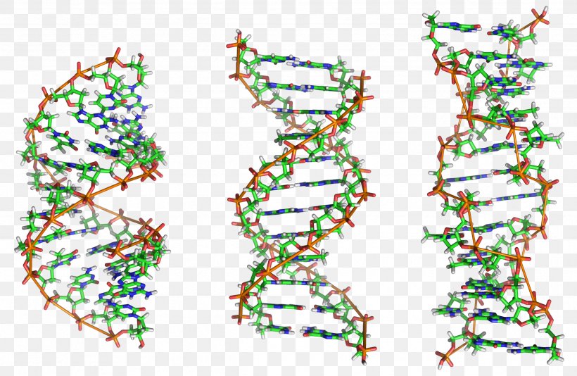 Z-DNA Nucleic Acid Double Helix Nucleic Acid Structure A-DNA, PNG, 2486x1620px, Dna, Adenine, Adna, Area, Cytosine Download Free