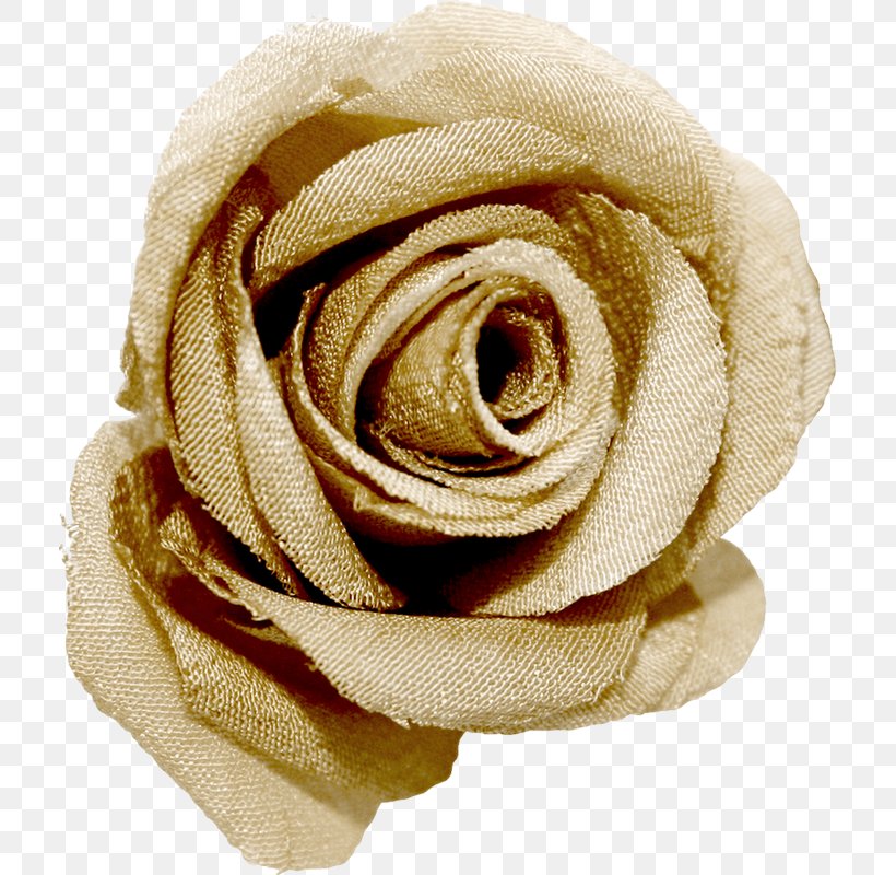 Garden Roses Beach Rose, PNG, 711x800px, Garden Roses, Beach Rose, Beige, Black And White, Cover Art Download Free
