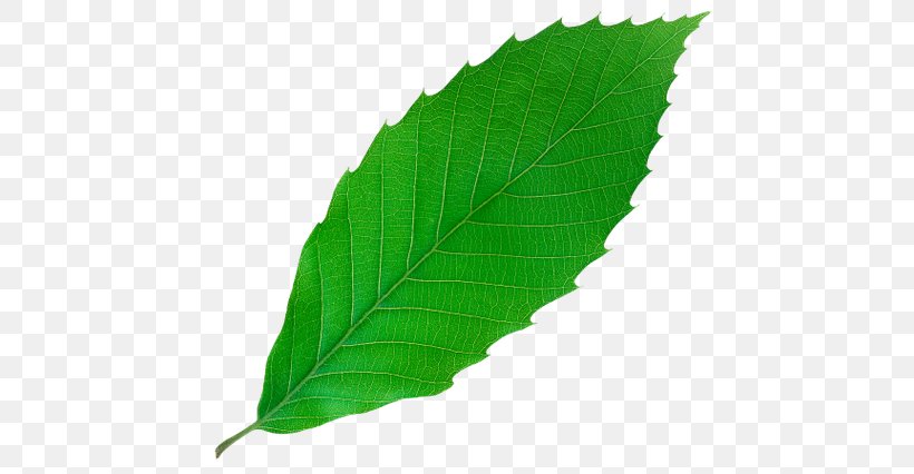 Leaf Green Yellow Bladnerv, PNG, 600x426px, Leaf, Bladnerv, Ficus Microcarpa, Ficus Retusa, Fig Trees Download Free