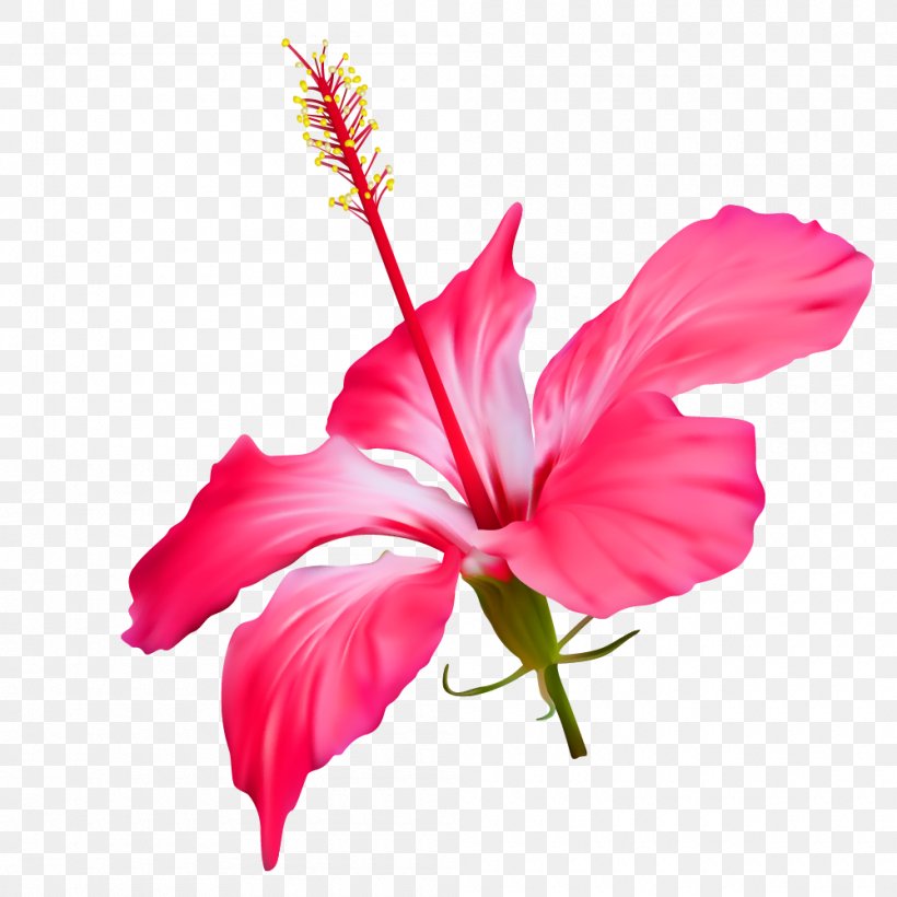 Vector Graphics Flower Shoeblackplant Image, PNG, 1000x1000px, Flower, China Rose, Chinese Hibiscus, Flowering Plant, Hibiscus Download Free