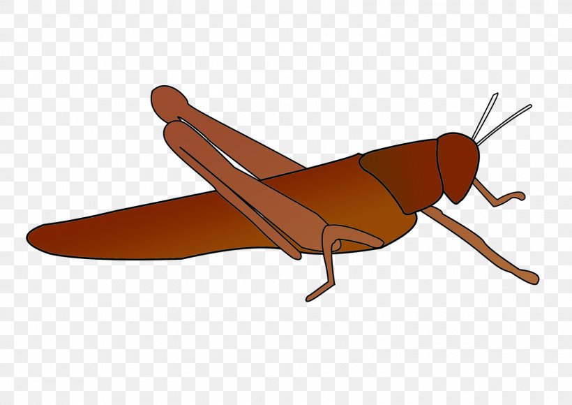 Airplane Insect Model Aircraft Product Design, PNG, 1600x1132px, Airplane, Aircraft, Insect, Invertebrate, Model Aircraft Download Free