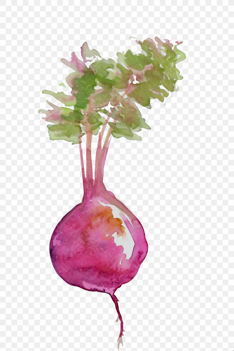 Beetroot Edamame Salad Food Watercolor Painting, PNG, 2212x3318px, Beetroot, Branch, Cake Pop, Chicken Meat, Cooking Download Free