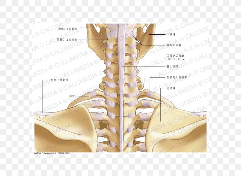 Hip Neck Joint Capsule Anatomy, PNG, 600x600px, Watercolor, Cartoon, Flower, Frame, Heart Download Free