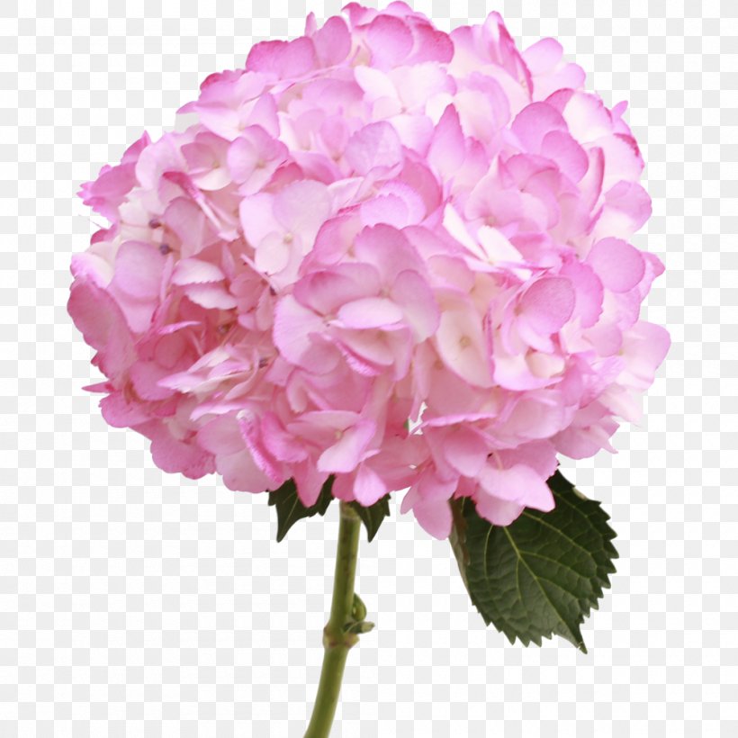 Hydrangea Pink Cut Flowers Plant, PNG, 1000x1000px, Hydrangea, Annual Plant, Centifolia Roses, Cornales, Cut Flowers Download Free