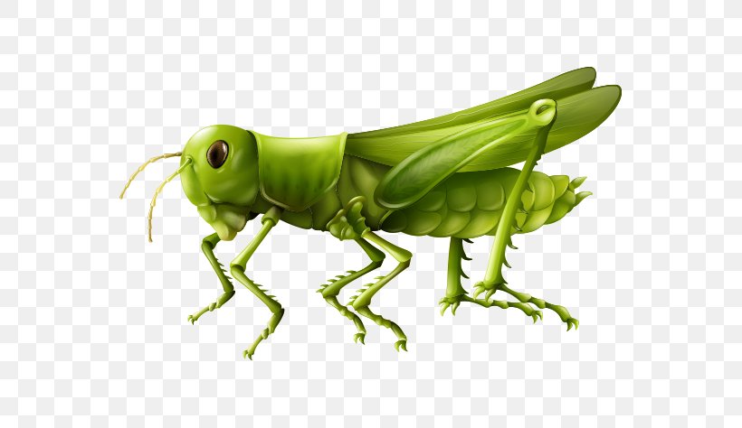 Insect Clip Art, PNG, 596x474px, Insect, Amphibian, Arthropod, Cricket, Cricket Like Insect Download Free
