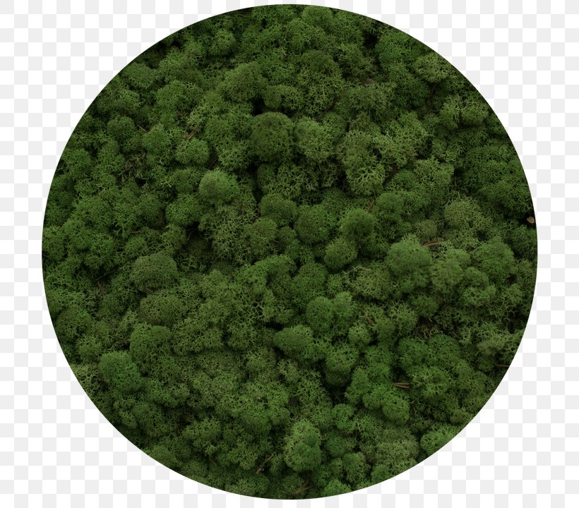 Reindeer Lichen Moss Yagel Plants Green, PNG, 720x720px, Reindeer Lichen, Artikel, Color, Diens, Grass Download Free