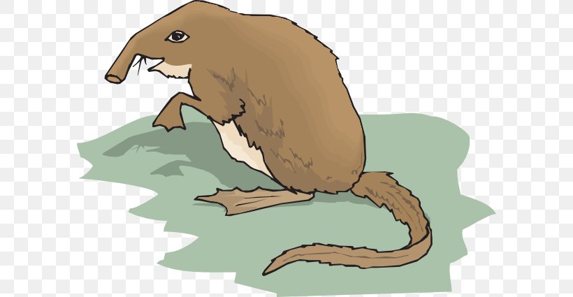 Shrew Drawing Clip Art, PNG, 600x425px, Shrew, Amphibian, Beak, Beaver, Carnivoran Download Free