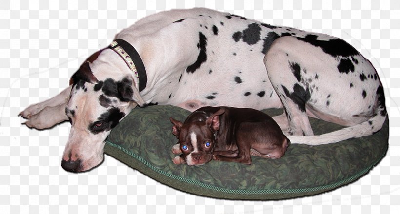 Great Dane Dalmatian Dog Doggiecamp Dog Boarding Dog Breed Dog Daycare, PNG, 853x457px, Great Dane, Breed, California, Carnivoran, Dalmatian Download Free