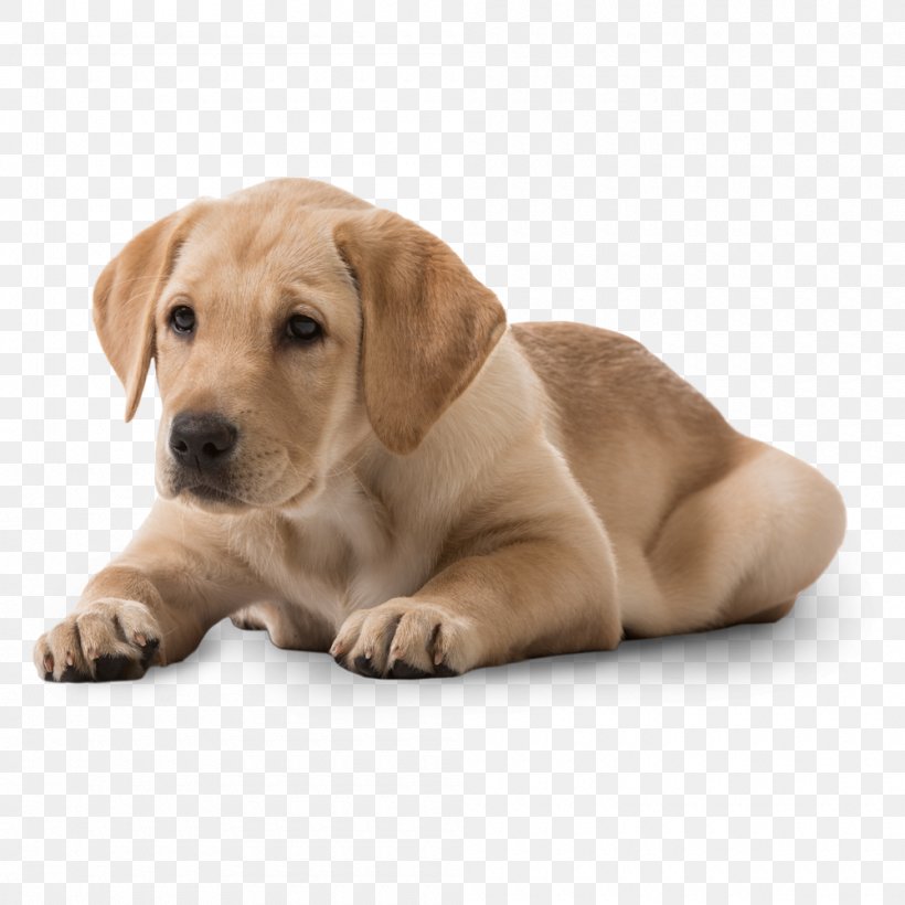 Labrador Retriever Puppy Dog Breed Beagle Rottweiler, PNG, 1000x1000px, Labrador Retriever, Beagle, Boxer, Carnivoran, Companion Dog Download Free
