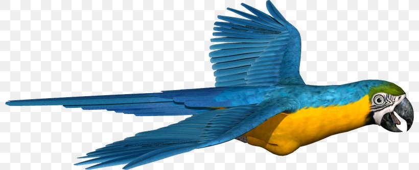 Macaw Parakeet Feather Beak Pet, PNG, 800x334px, Macaw, Animal, Animal Figure, Beak, Bird Download Free