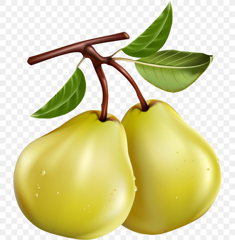 Pear Fruit Pome Clip Art, PNG, 727x837px, Pear, Accessory Fruit, Apple, Food, Fruit Download Free