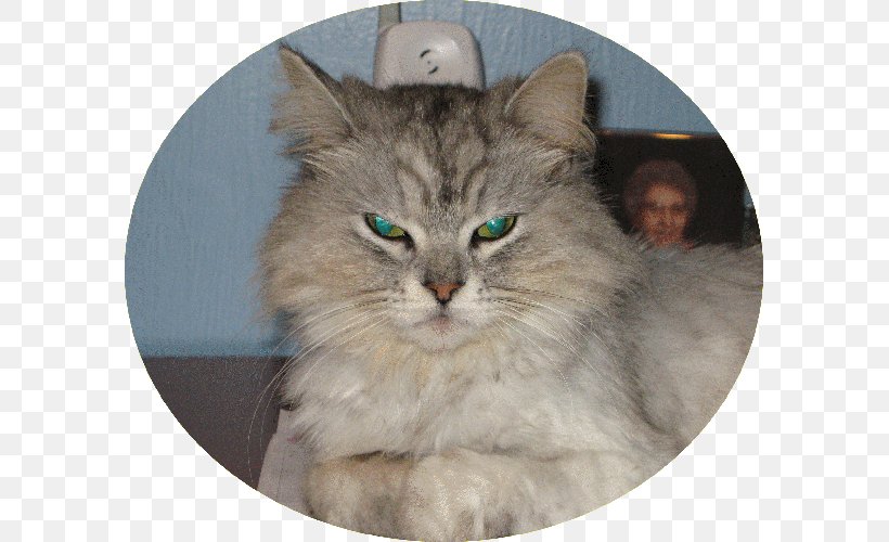 Siberian Cat Asian Semi-longhair Ragamuffin Cat Ragdoll Nebelung, PNG, 589x500px, Siberian Cat, Asian Semi Longhair, Asian Semilonghair, British Semi Longhair, British Semilonghair Download Free