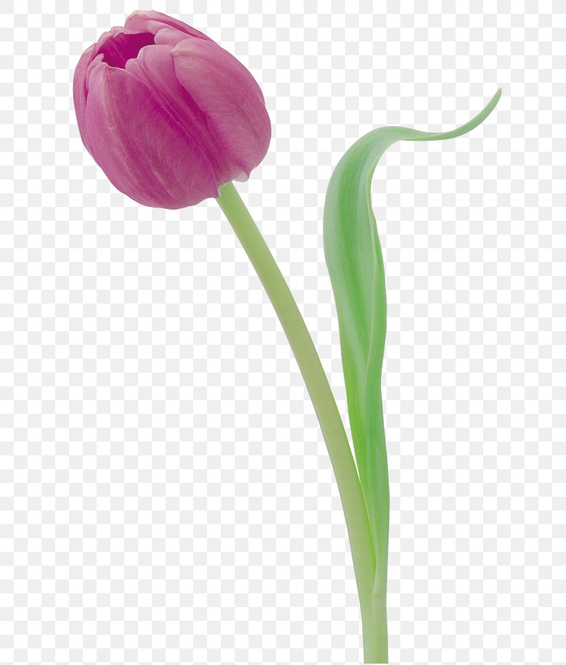 Tulip Flower Photography Digital Image, PNG, 653x964px, Tulip, Bud, Cut Flowers, Digital Image, Drawing Download Free