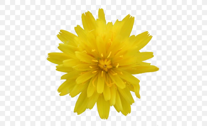 Vector Graphics Illustration Euclidean Vector Clip Art, PNG, 500x500px, Drawing, Calendula, Chrysanths, Daisy Family, Dandelion Download Free