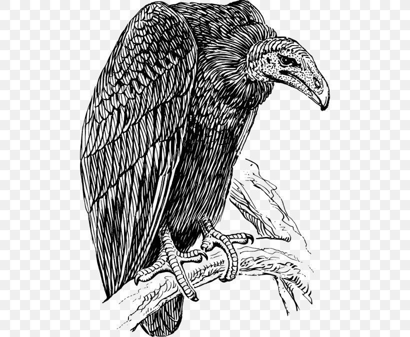 Clip Art Vulture Vector Graphics Image Drawing, PNG, 500x674px, Vulture, Art, Beak, Bird, Bird Of Prey Download Free