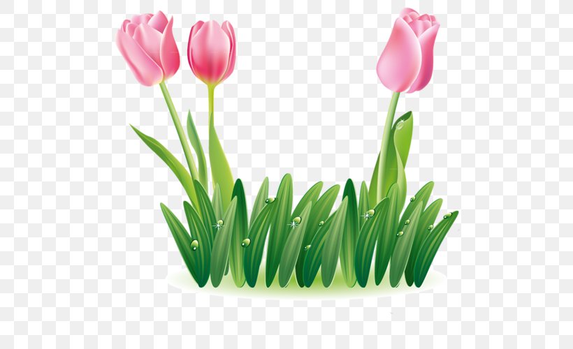 Tulip Image JPEG Flower, PNG, 500x500px, Tulip, Animation, Centerblog, Cut Flowers, Flower Download Free