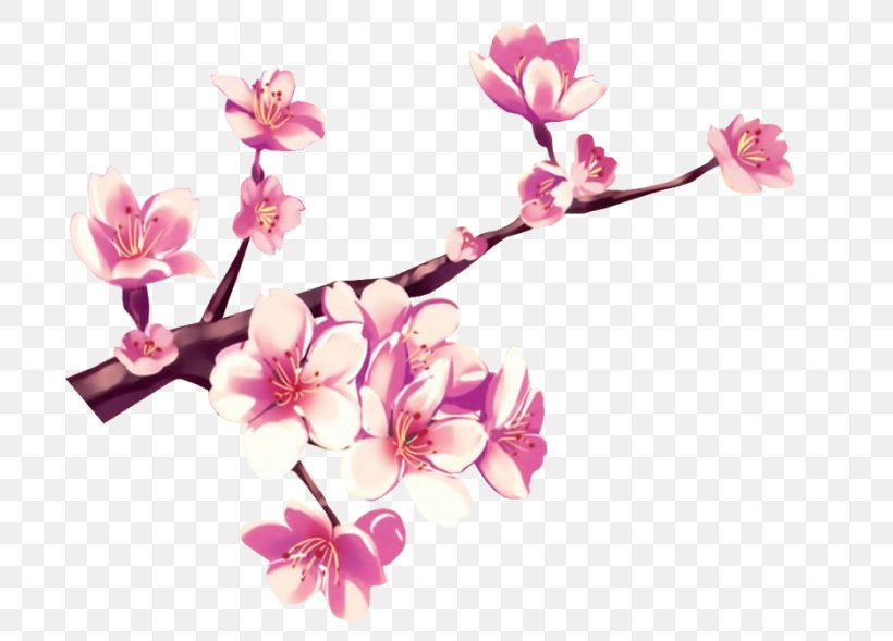 Cherry Blossom Flower Pink Gouache, PNG, 700x589px, Cherry Blossom, Blossom, Branch, Color, Computer Software Download Free