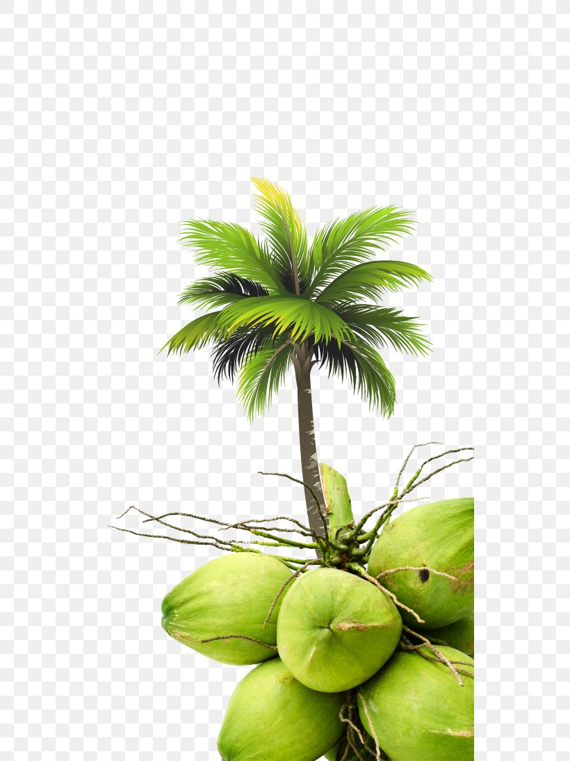 Coconut Arecaceae Tree Royal Palm Beach, PNG, 544x1094px, Coconut, Arecaceae, Arecales, Asian Palmyra Palm, Coconut Water Download Free