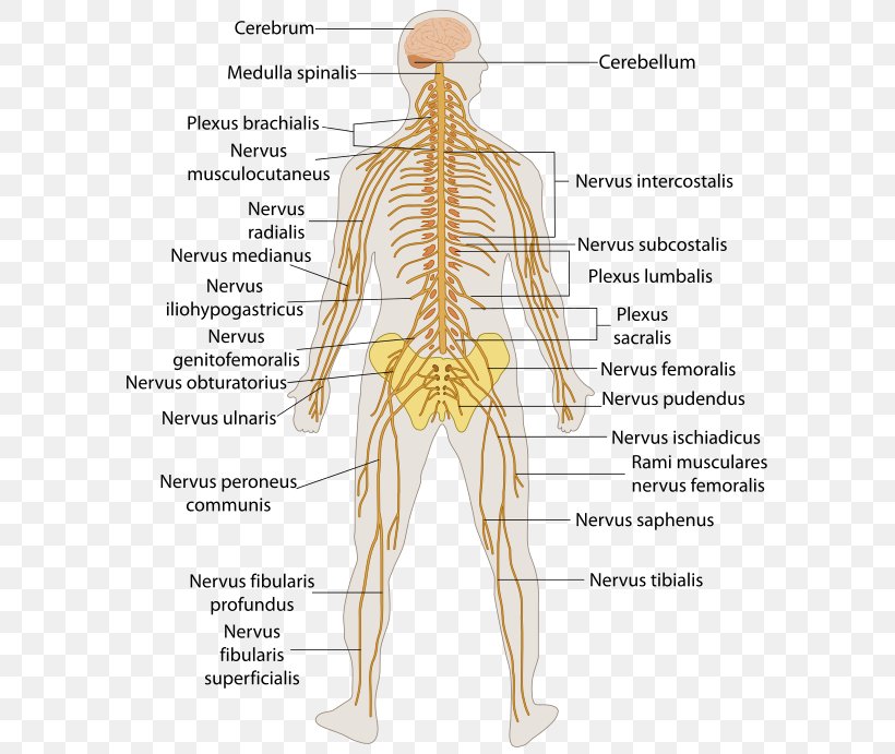 Outline Of The Human Nervous System Human Body Central Nervous System Peripheral Nervous System, PNG, 600x691px, Watercolor, Cartoon, Flower, Frame, Heart Download Free
