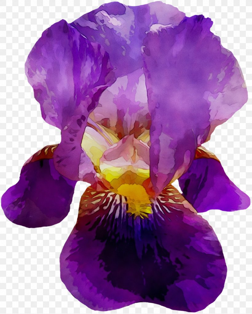 Pansy, PNG, 978x1218px, Pansy, Cattleya, Flower, Flowering Plant, Iris Download Free