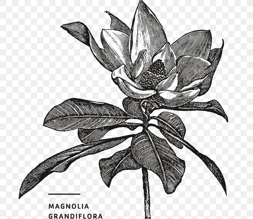 Southern Magnolia Stock Photography Illustration Image Royalty-free, PNG, 700x709px, Southern Magnolia, Blackandwhite, Botany, Engraving, Flower Download Free
