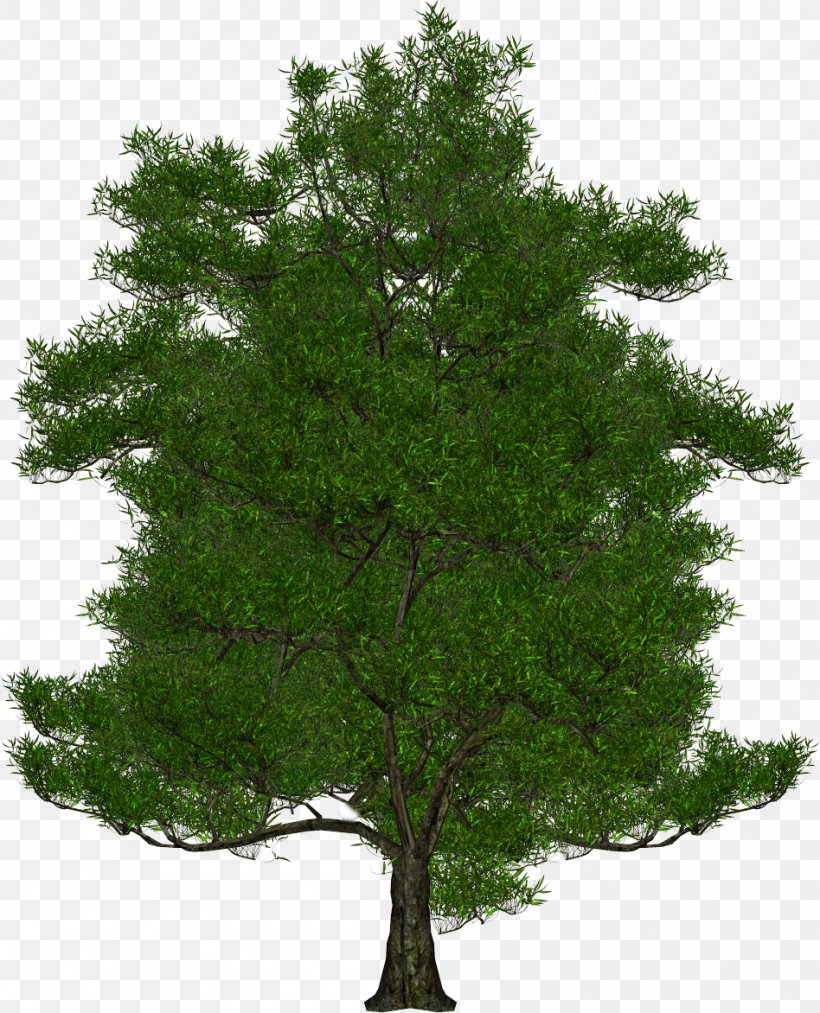 Tree Clip Art, PNG, 948x1172px, Tree, Archive File, Branch, Clipping Path, Deciduous Download Free