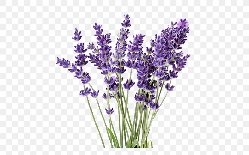English Lavender Lavandula Latifolia Lavender Oil Plant French Lavender, PNG, 760x512px, English Lavender, Aloe Vera, Cut Flowers, Essential Oil, Flower Download Free