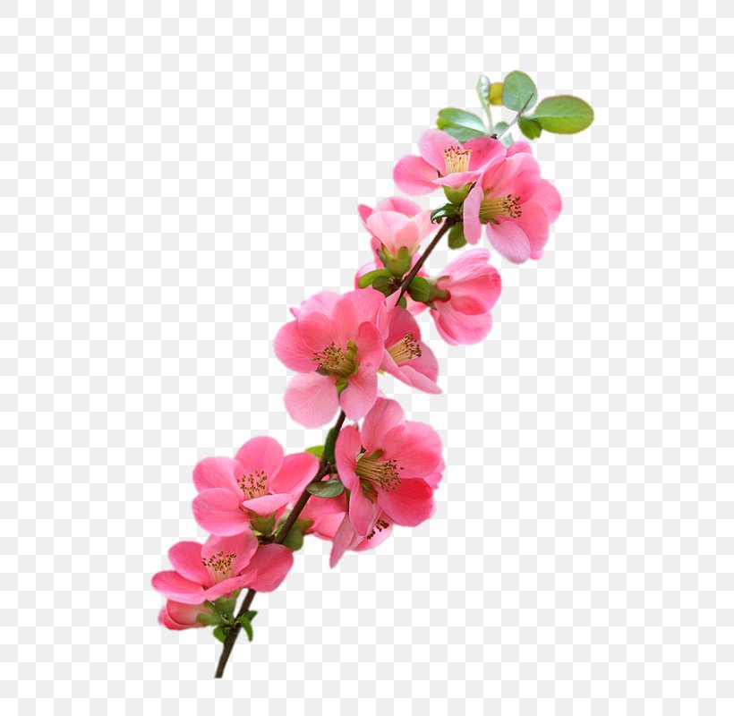 Image Design Art Flower, PNG, 616x800px, Art, Artificial Flower, Blossom, Branch, Cherry Blossom Download Free