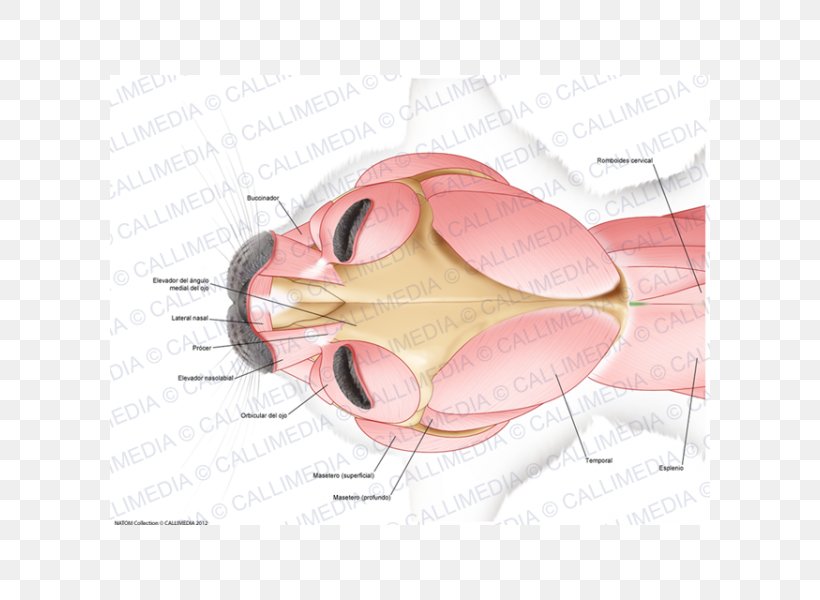 Anconeus Muscle Muscular System Posterior Compartment Of The Forearm Nerve, PNG, 600x600px, Watercolor, Cartoon, Flower, Frame, Heart Download Free
