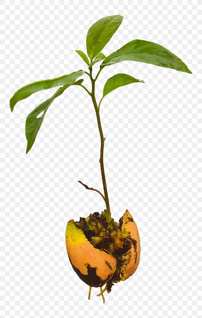 Avocado Tree Seedling Plant, PNG, 1017x1600px, Avocado, Berry, Branch, Citrus, Flowering Plant Download Free