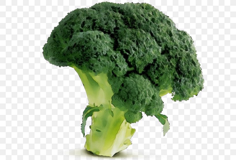 Broccoli Leaf Vegetable Cruciferous Vegetables Vegetable Food, PNG, 800x557px, Watercolor, Broccoli, Cruciferous Vegetables, Food, Kale Download Free
