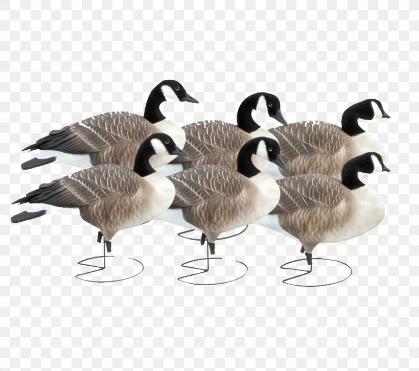 Canada Goose Duck Mallard Decoy, PNG, 1600x1417px, Goose, Appelant, Beak, Bird, Canada Download Free