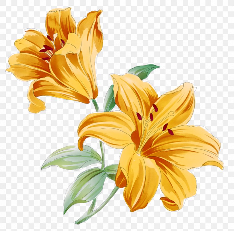 Flower Lilium, PNG, 899x886px, Flower, Chrysanths, Cut Flowers, Daisy Family, Daylily Download Free