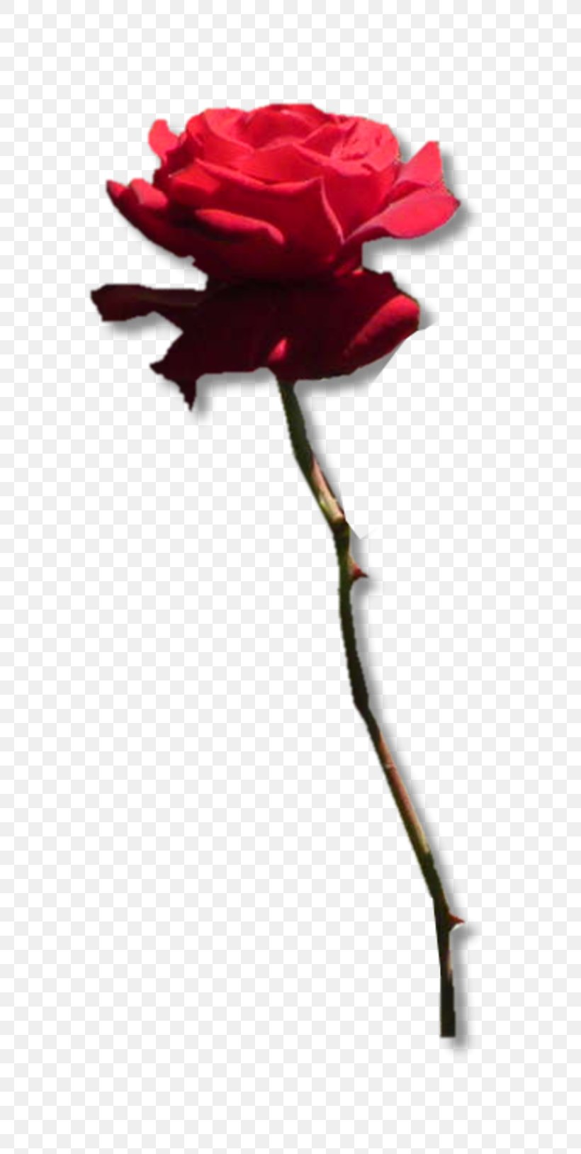 Garden Roses Centifolia Roses Flower Symbol Rosa Gallica, PNG, 800x1628px, Garden Roses, Aphrodite, Carnation, Centifolia Roses, Cut Flowers Download Free