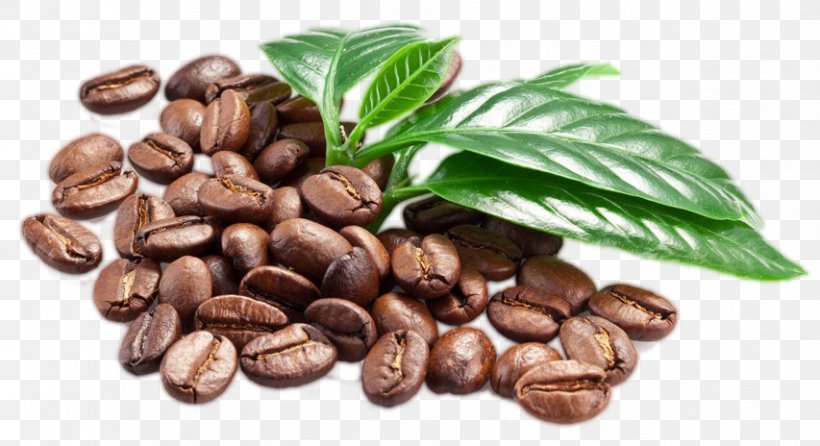 Jamaican Blue Mountain Coffee Caffè Macchiato Espresso Coffee Bean, PNG, 853x464px, Coffee, Arabica Coffee, Bean, Caffeine, Cocoa Bean Download Free