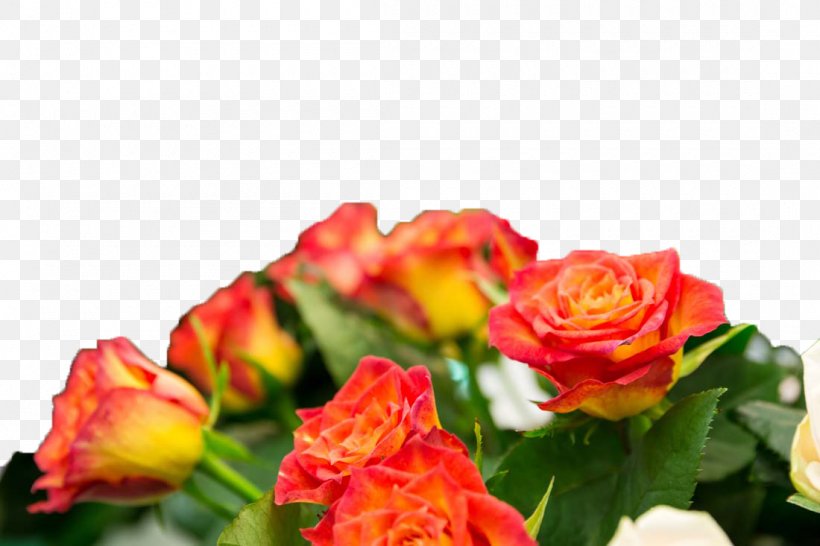 Beach Rose Flower Wallpaper, PNG, 1100x733px, Beach Rose, Cut Flowers, Floral Design, Floristry, Flower Download Free